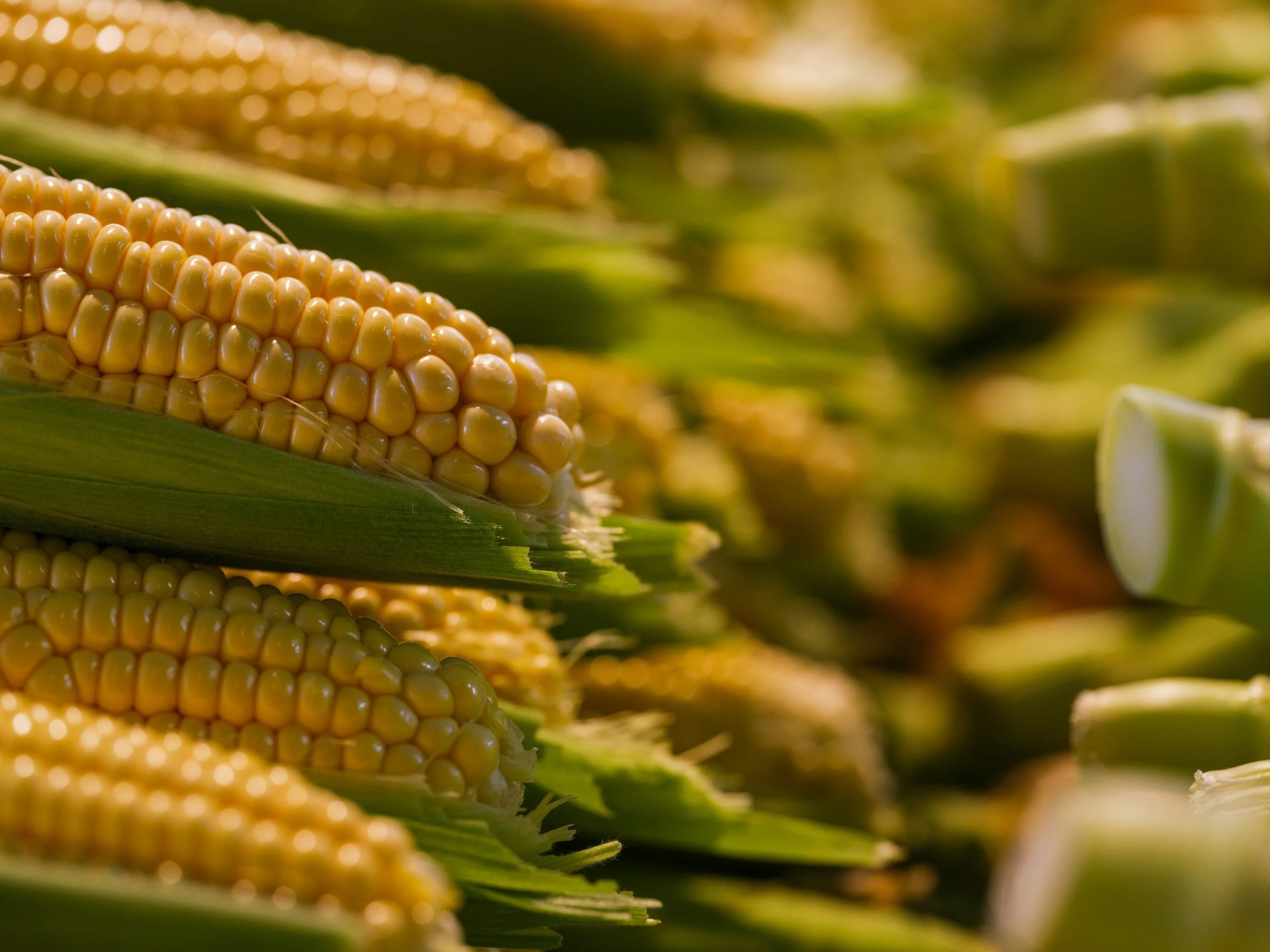 The corn market in 2026 is characterised by well-supplied conditions