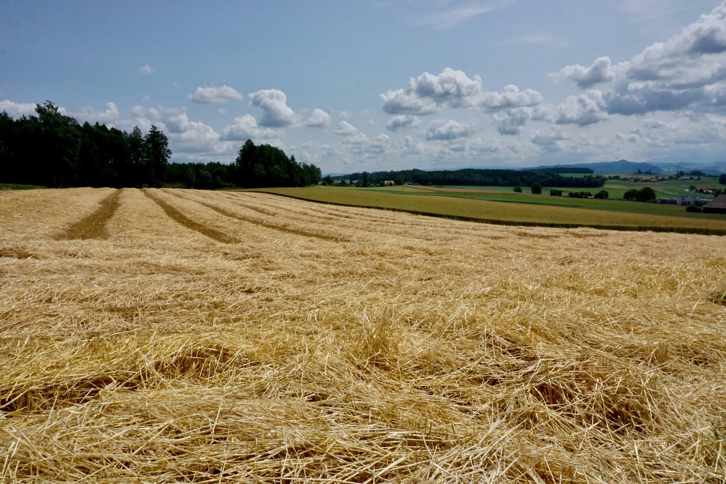 Grains Rally on Supply Fears, but Seaborne Flows Are Losing Steam