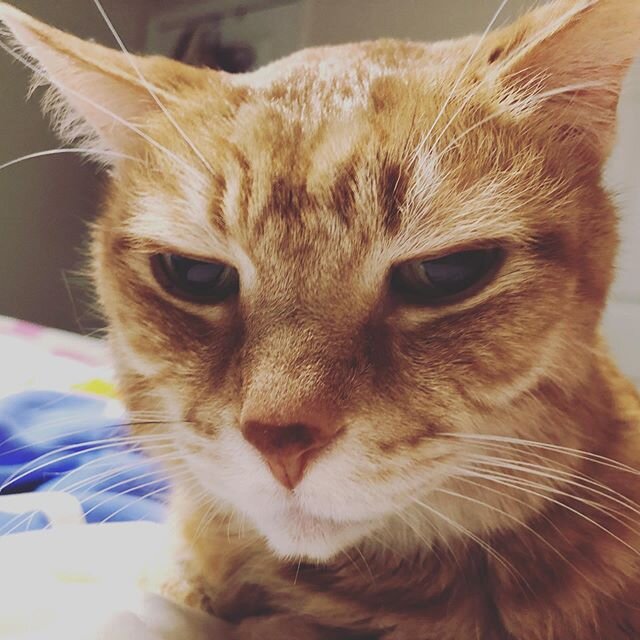Hi #ajumonsters  We are sharing a picture of a perturbed orange kitty to let you know that our lunch tomorrow (3/19) has been canceled but we are still a go for Friday 3/20. Please enjoy his airplane ears and we hope to see you on Friday #asseenincol