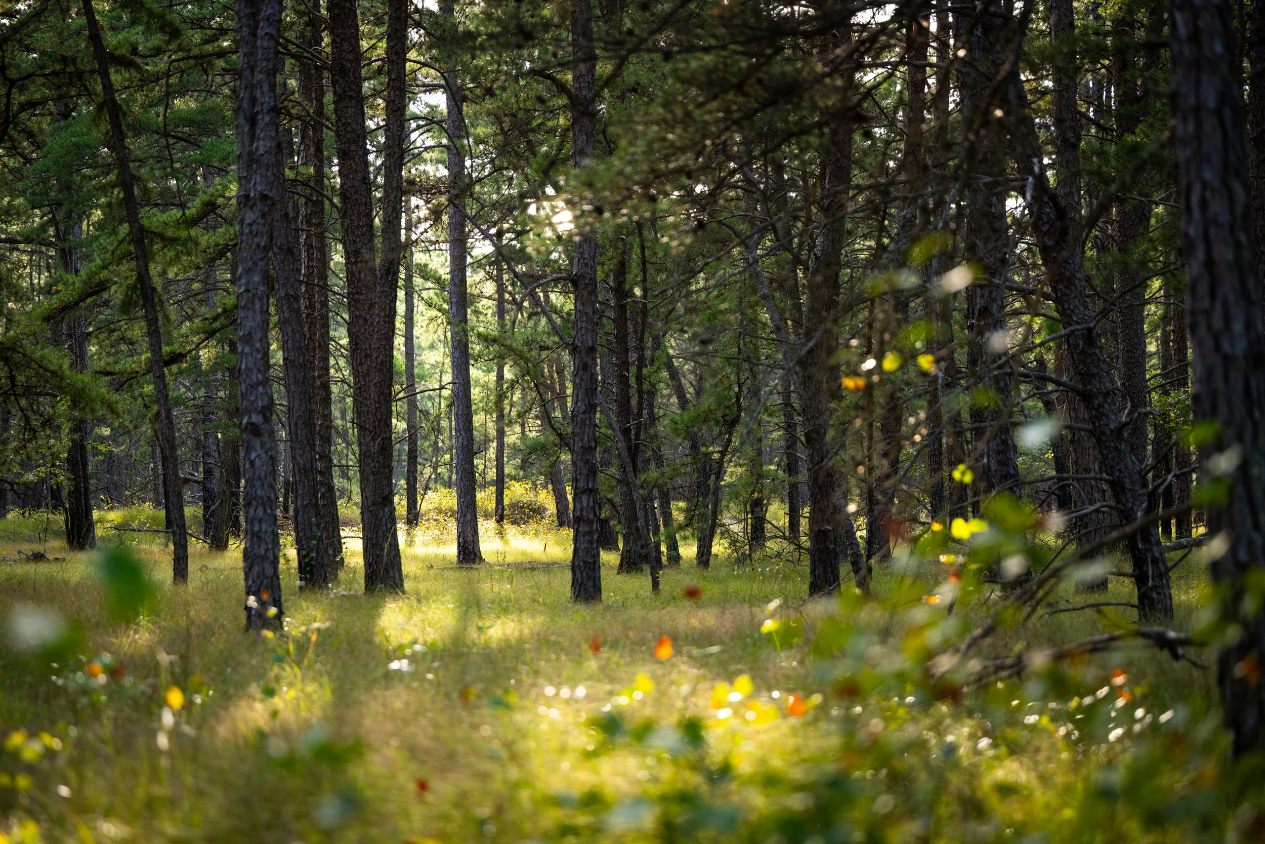 PB25_FranklinParkerPreserve__154 copy.jpg