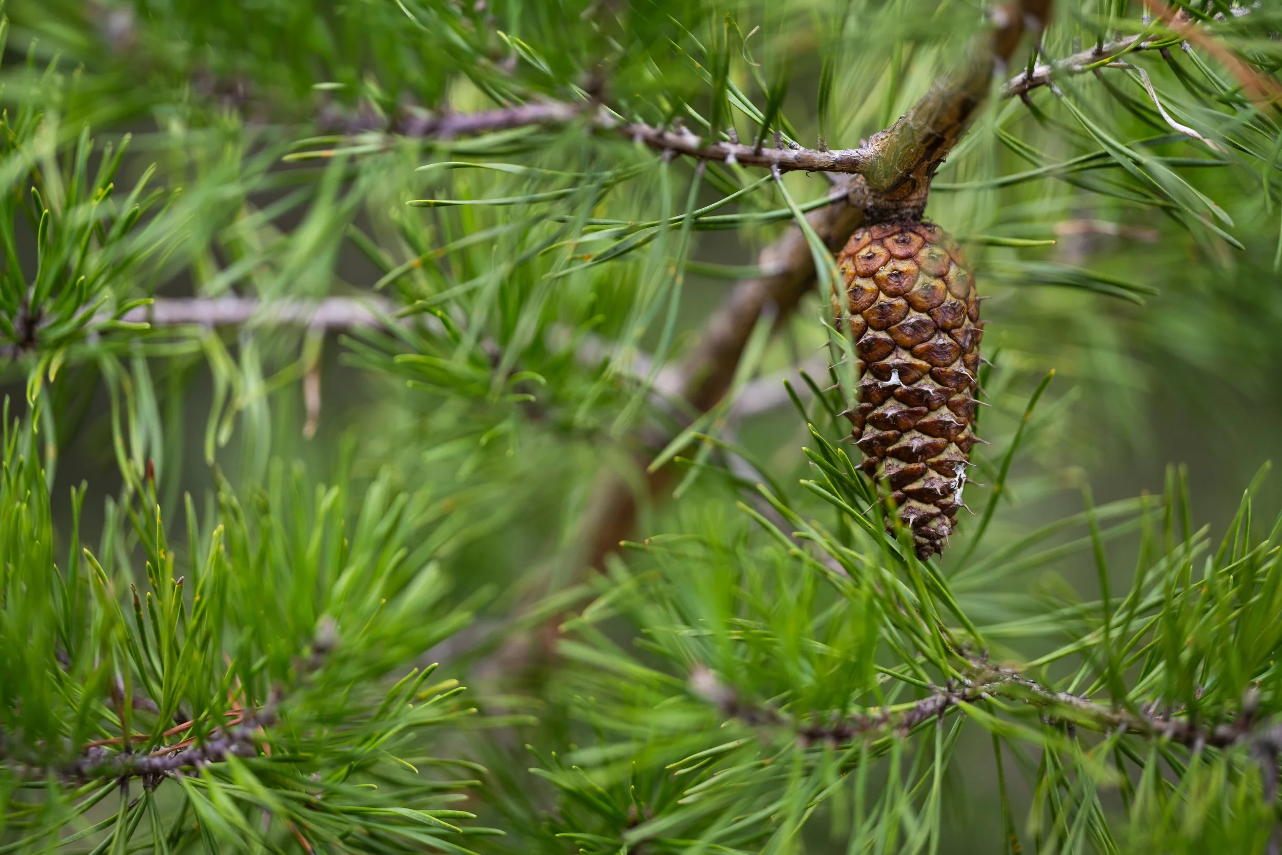 PB25_FranklinParkerPreserve__032.jpg