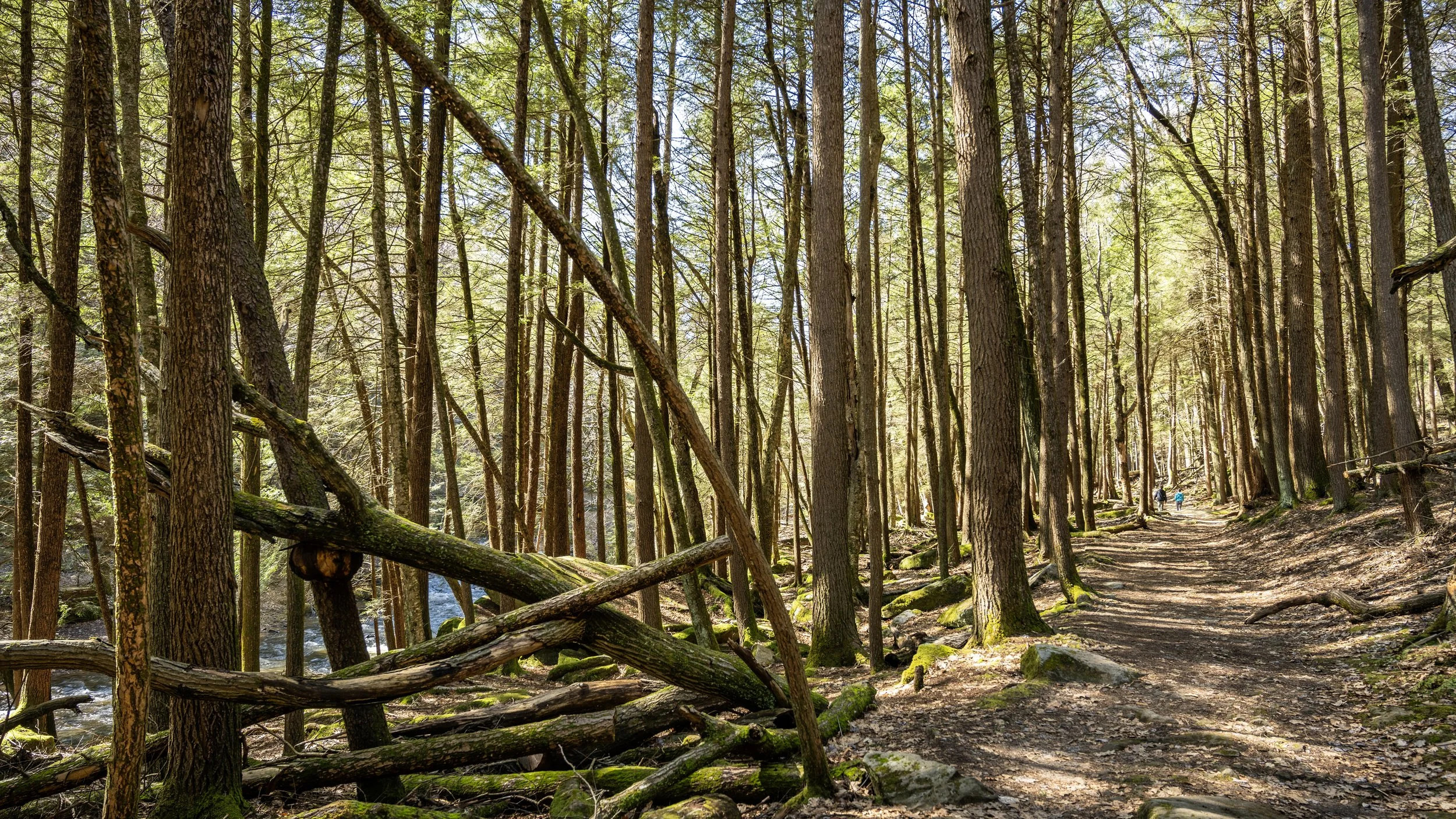 woodsy_hike copy.jpg