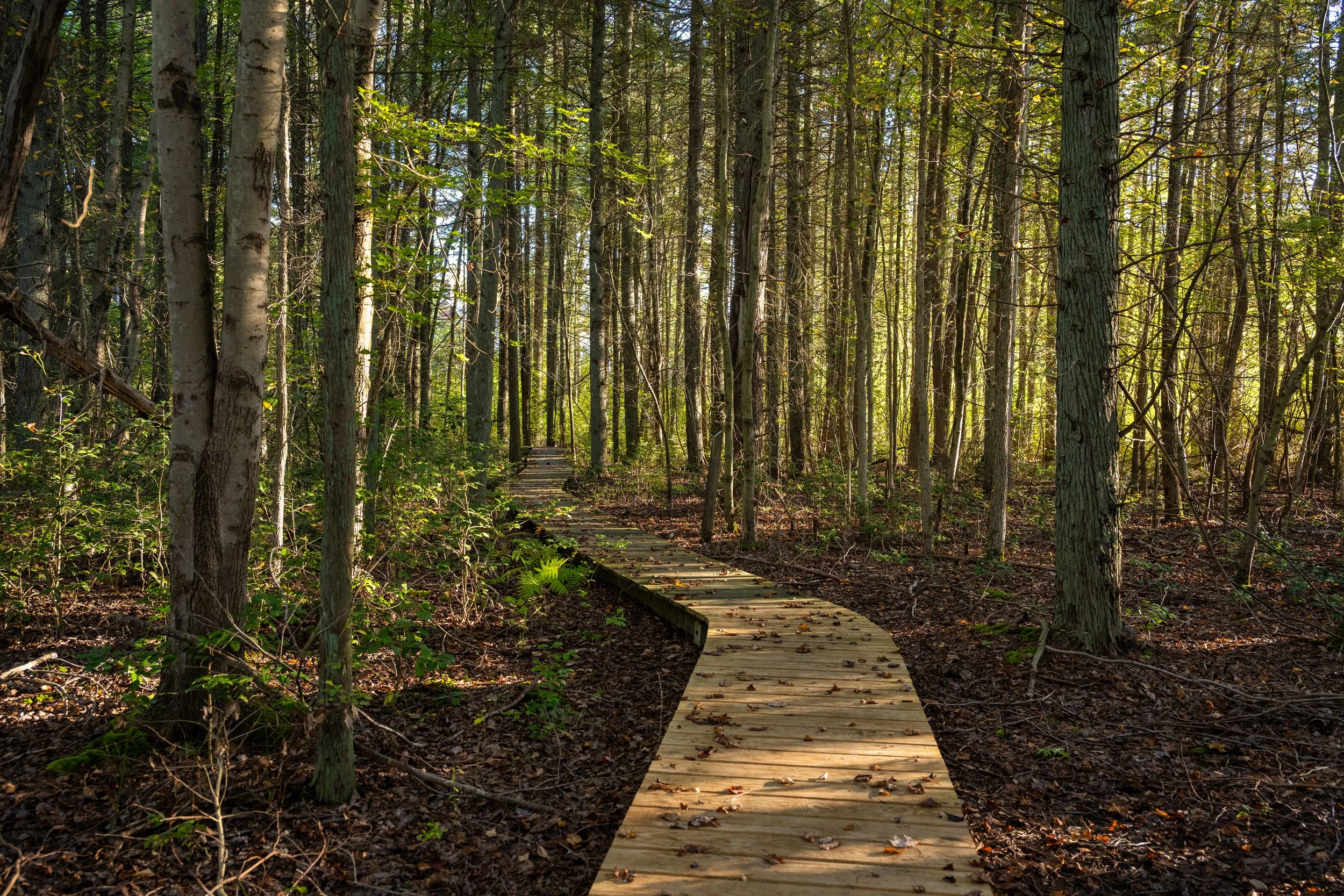 Wooden boardwalk trail winding through a dense forest with sunlight filtering through trees. Pine Barrens New Jersey.