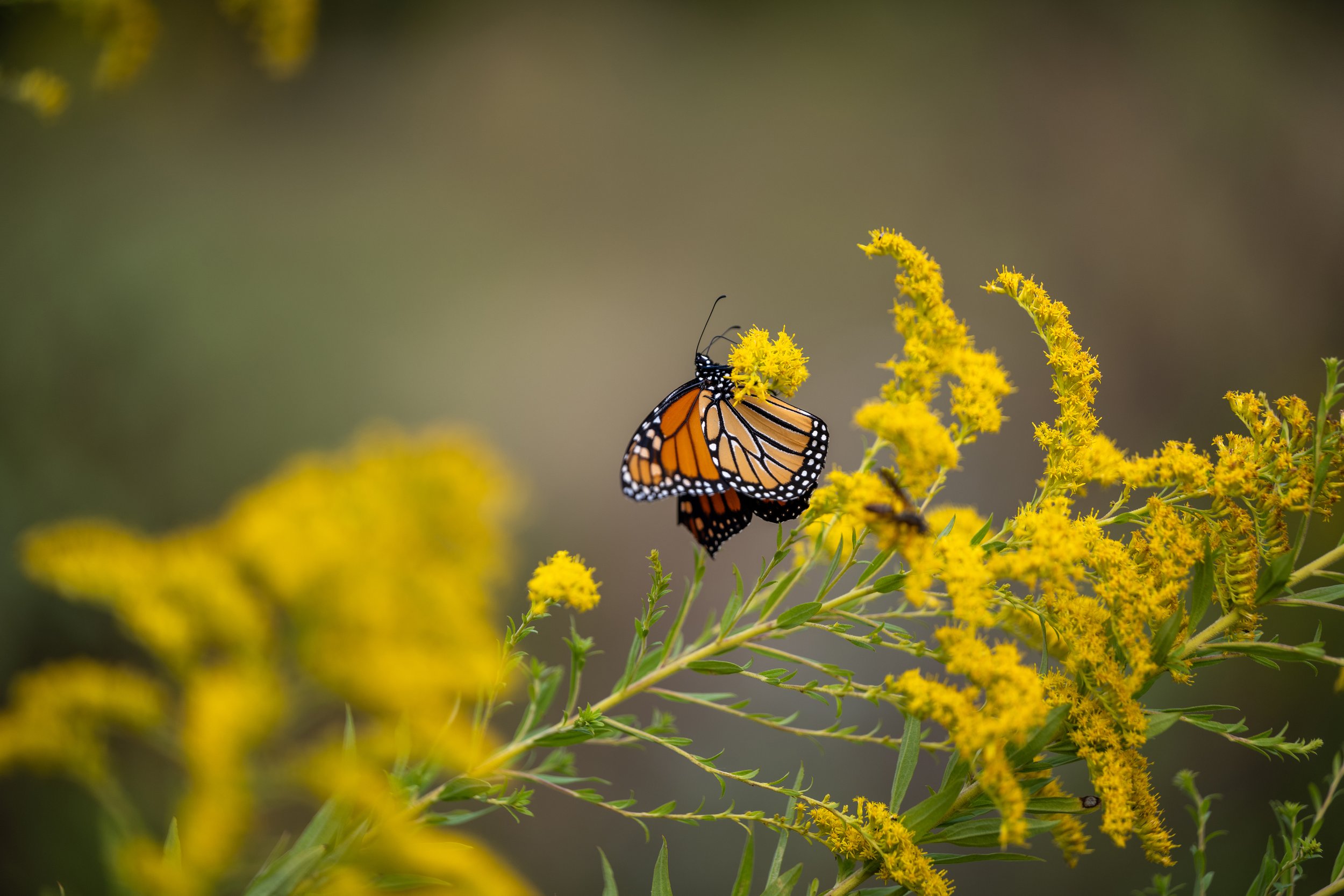 PB25_FranklinParkerPreserve__007.jpg