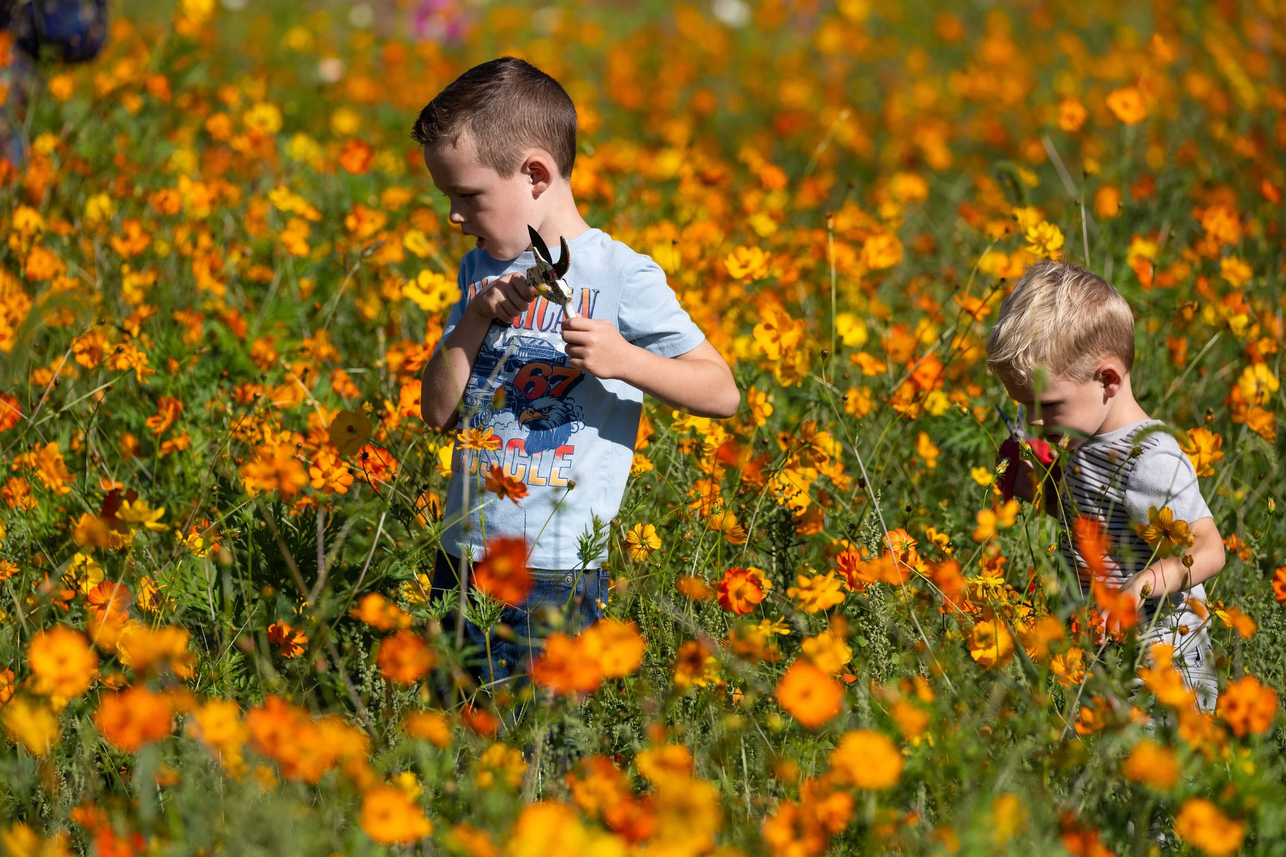 Two boys explore a field of orange and yellow flowers on a sunny day. Pleasant Mills Farmers Market New Jersey.