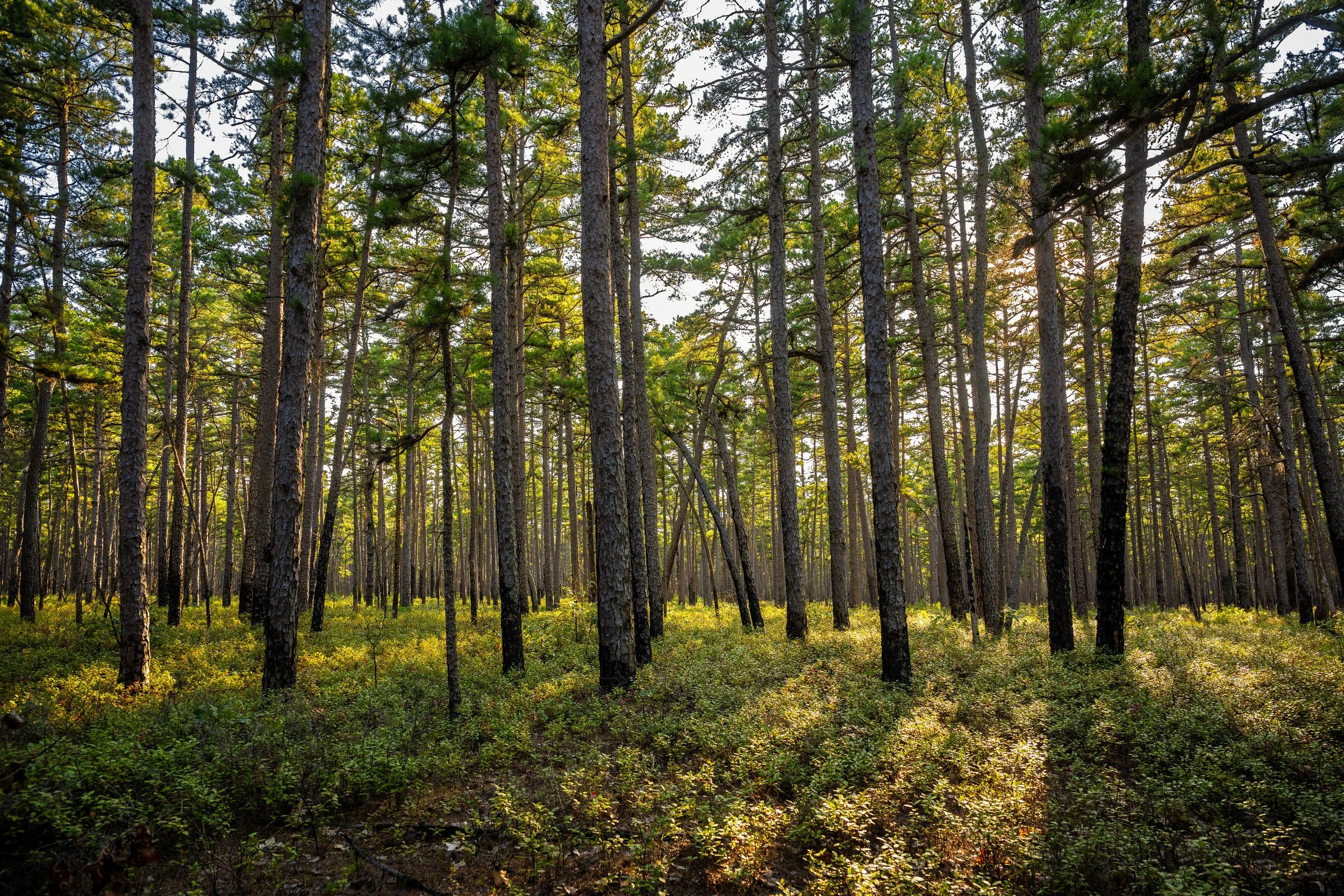 Pinelands.jpg