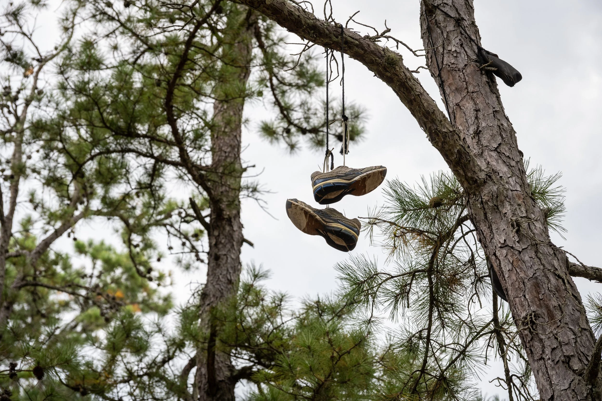 A pair of shoes hanging from a tree branch. Pine Barrens New Jersey.