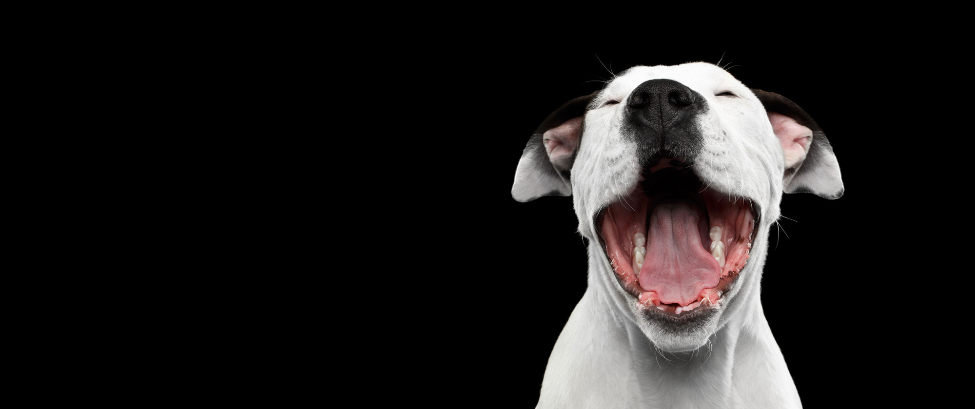 American-Staffordshire-Terrier-824855836_4994x3329_V2.jpg