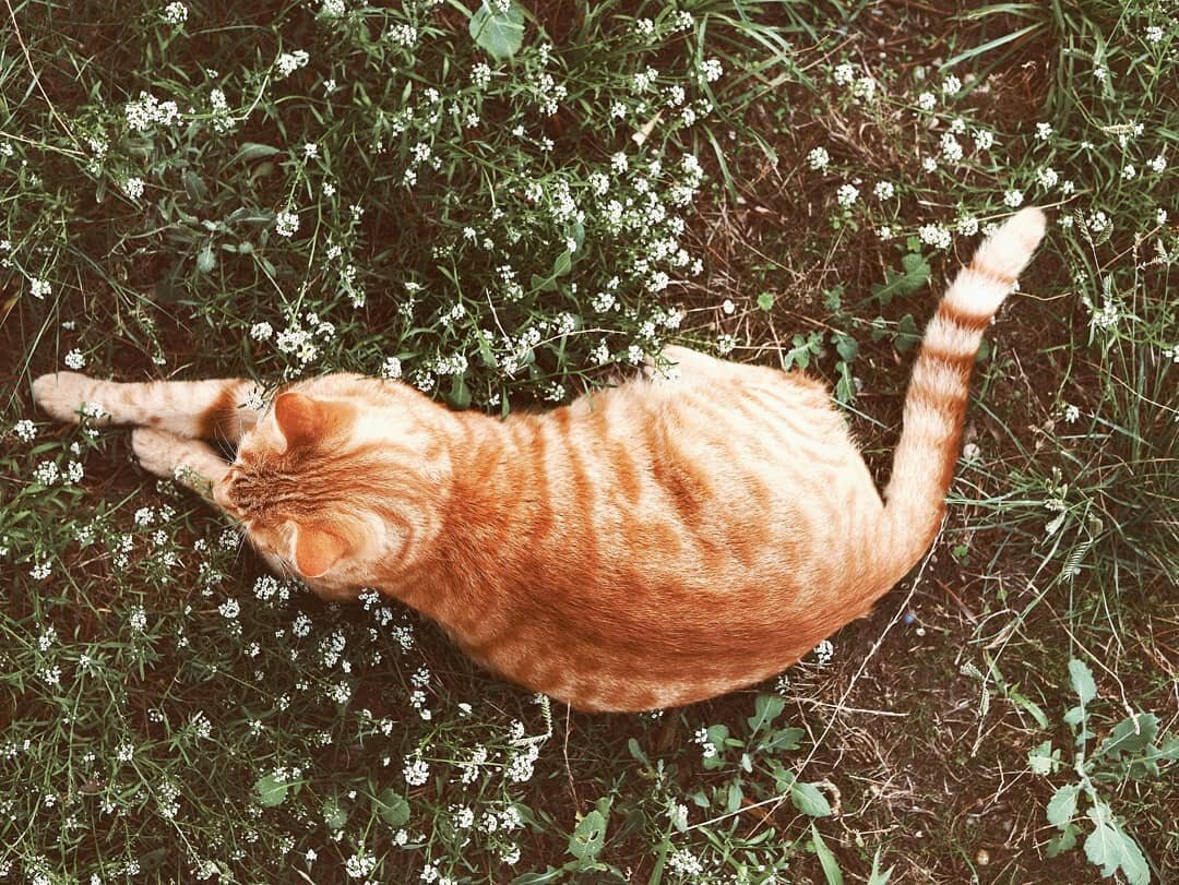 Oh I am so looking forward to this week's #20MinsNourishingSoulfully ,  you'd better sit down for the shock of this one.
20 minutes every day for cat cuddles and playing games and just general bothering really 🤣.I'm really missing them when I'm at work, more importantly with how busy last week was I just didn't make enough time for them.
As you can imagine, this really is a 20 mins every day that will absolutely fill my heart and nourish me soulfully.
How about you? Will you be joining in and setting your own intention for the week ahead?