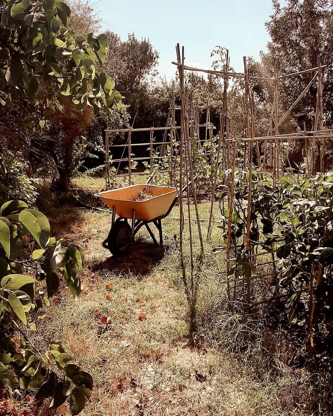 Does anyone else find pottering in the garden really rewarding? Even just the simple transformation of weeding a patch puts such a big smile on my face. At the weekend we spent pretty much all of Sunday, fueled by tea, at the patch, trimming and clipping, sorting, throwing, tying and planting. Fresh air, birds singing, cat cuddles and the feeling of proper, body tiredness. I love that feeling of being so physically tired you just know you're going to have a really good night's sleep.
Happy Wonderful Wednesday my loves, these weeks just seem to be flying by, pausing mid-week, each week is a way to slow them down, just a tad, to appreciate the lovely little things that have gone on. Let's hop into it.
Lovely emails - I received emails this week from two lovely souls to thank me for the Intuitive Eating workshop and share how they are putting everything we covered into action. It just gives me a warm fuzzy feeling inside!
Look who's back, back again - our munchkins are back in school and goodness me I have missed them, it's surreal, it's taking a little getting used to but we're all doing the very best we can and just being able to see them all in person is everything.
Hello Autumn - oh we've had some corkers when it comes to storms and they're not quite over yet! It has to be said, Spain does season change in a very dramatic way. I'm wearing leggings and a hoodie as I write this out. LEGGINGS AND A HOODIE! I haven't even had long sleeves on since June! It feels DELIGHTFUL.
Journaling - I don't find time every morning just now, i'm still getting use to a change in timetable meaning I need to be out of the house by 8, but when I do find the time to journal I feel so grateful for it. It's a little like emptying my head into my journal so I can start the day afresh!
Love On The Spectrum - oh my goodness, I know I say lots of things are &quot;everything&quot;, but this is everything. So heartwarming, so beautiful, just...well...everything.
Candles - is there anything cosier? Also fluffy blankets and soft socks. Oh socks, I HAVE MISSED YOU.
That's my wonderful for today, as always I have tagged other Wonderful Wednesday-ers in my photo. @sallytangle is the creator of WW🧡