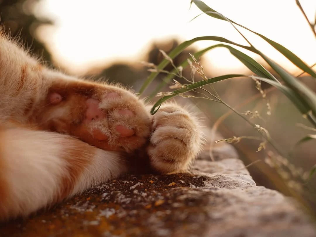 *takes a deep breath in and a long breath out* happy blooming wonderful Wednesday 🧡 just look at those paws 🐾.
It's that time of the week to pause and take stock, let's delve into the wonderful of the week so far.
Falafels - oh me oh my, homemade falafels with dips and sauces and in wraps or with salad. They have very much been a highlight of the week 🤣.
Pause for thought and also paws for thought because I have hit the pause button every day for at least 10 minutes to just do nothing. The cats have of course taken full advantage of this too 🙈.
Fresh air - lunchtime walks to disconnect and just get some air in my lungs walking up and down hills does me the world of good.
That's my wonderful so far this week, how about you? What's the wonderful for the week for you?
#catpaws #catmumsunite #catmum #WonderfulWednesday