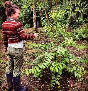 guayusa baby.jpg