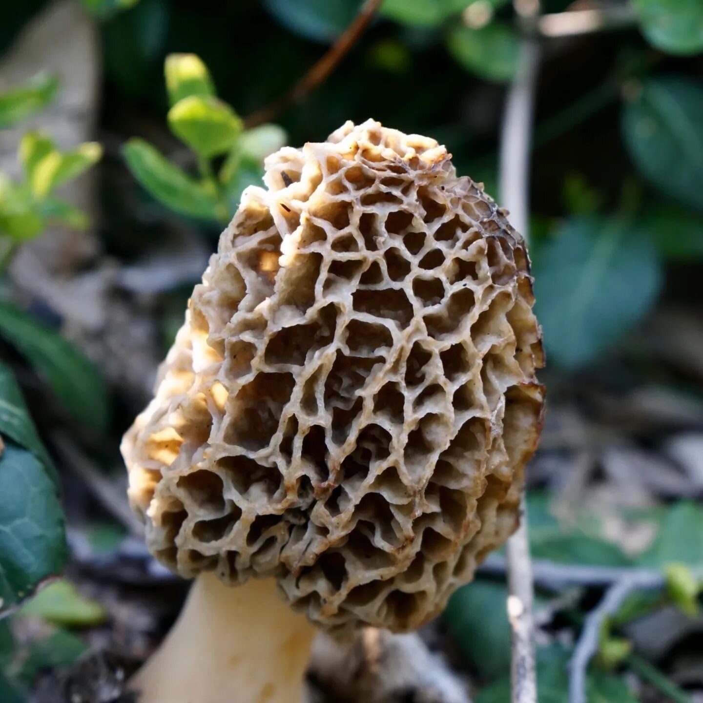 Large burn sites in forested areas are ideal for morel mushroom hunting, especially in burned areas where jack, white or red pine once grew. Grassy and other non forest areas are not as likely to produce morels.

The MI DNR have put together a map of