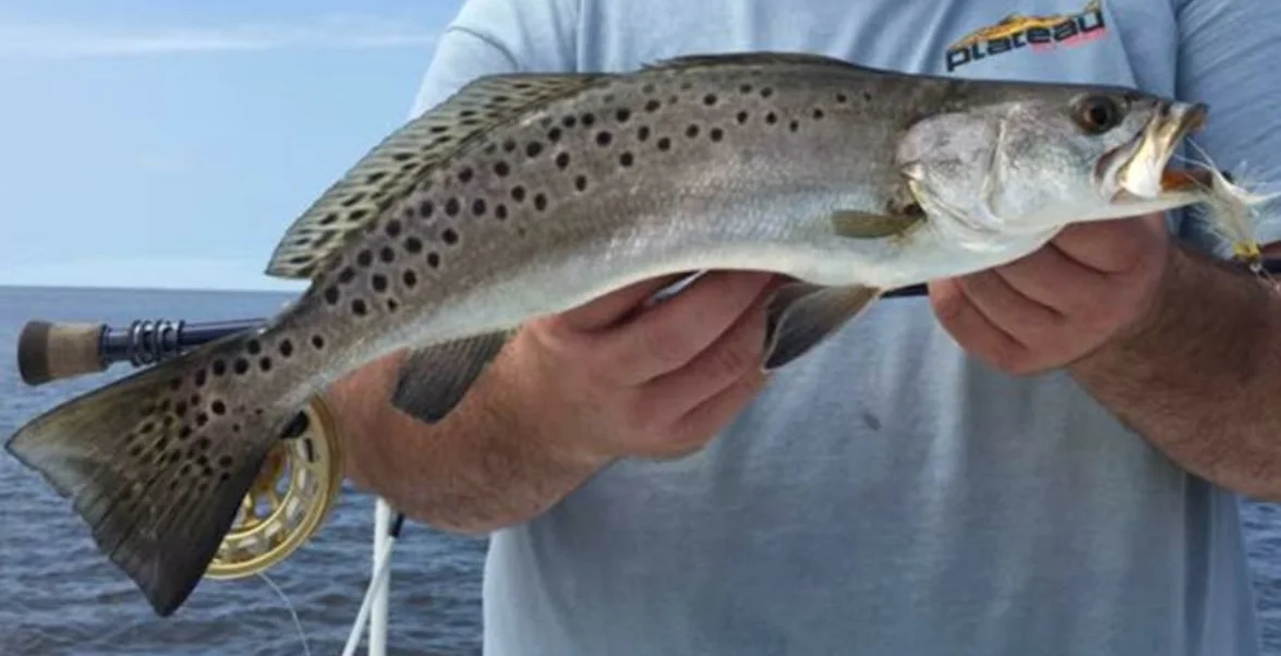 trout.jpg