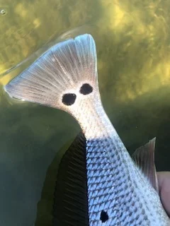 Look At Those Spots.jpg