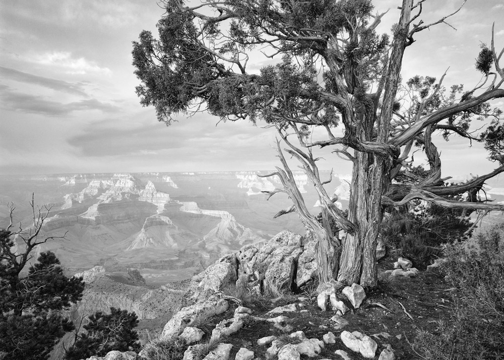 Juniper and The Grand Canyon, AZ, 1975