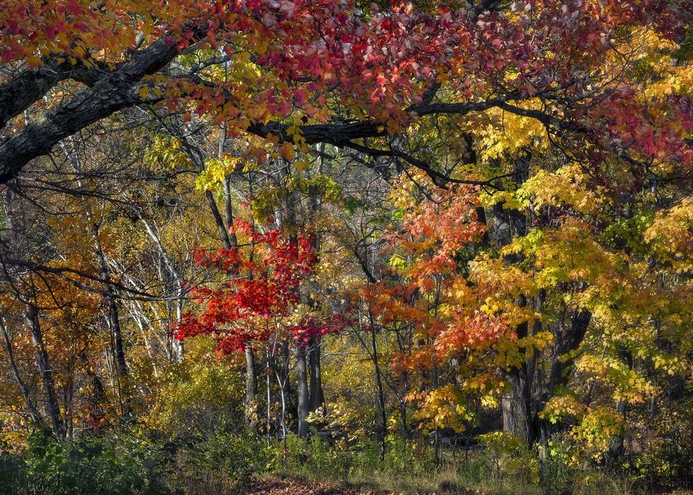 Autumn, Ontario, Canada, 2013