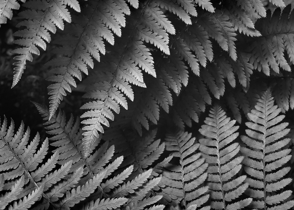 Fern Detail, Salmon Creek, 1979