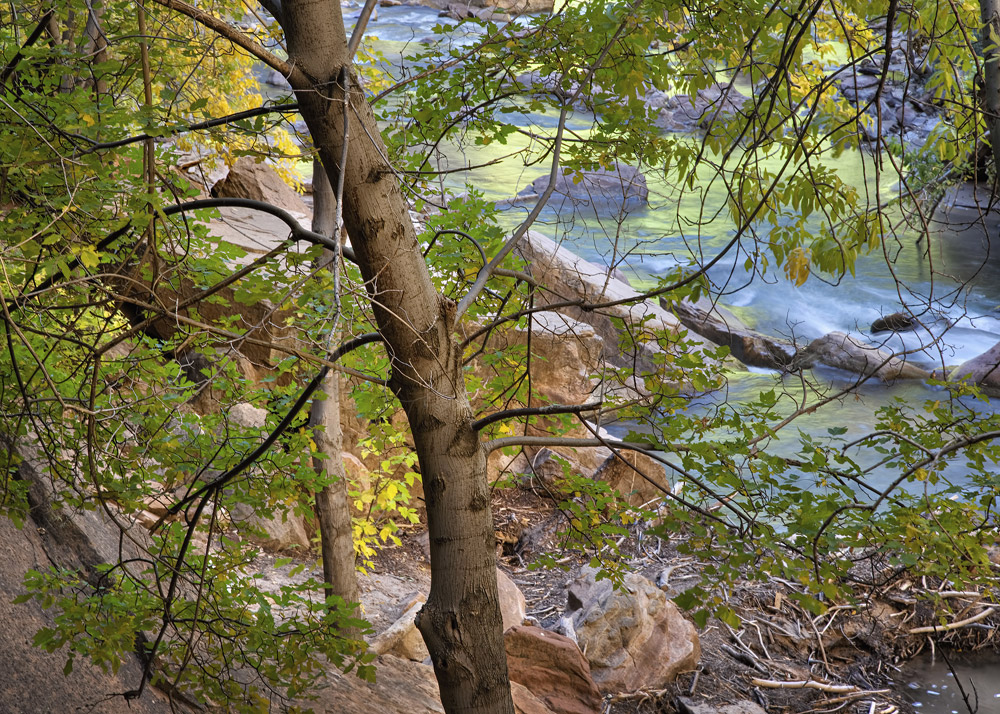 Trees and Stream, Zion Natl. Park, UT, 2010