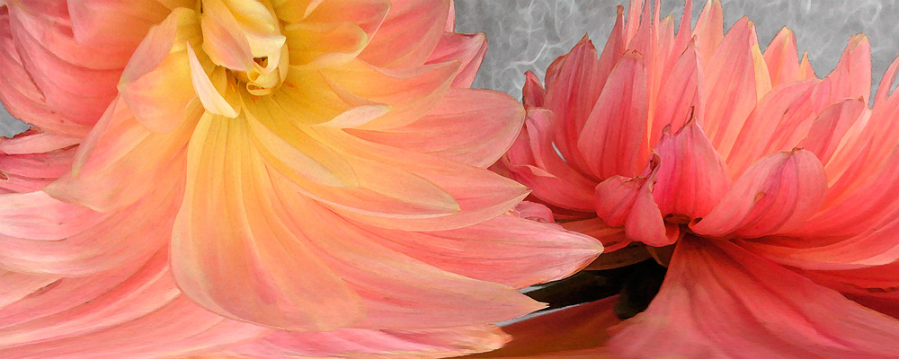 Dahlias #2, 2002