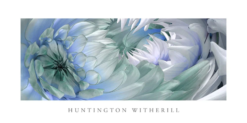 Poster: Dahlias #6, 2002