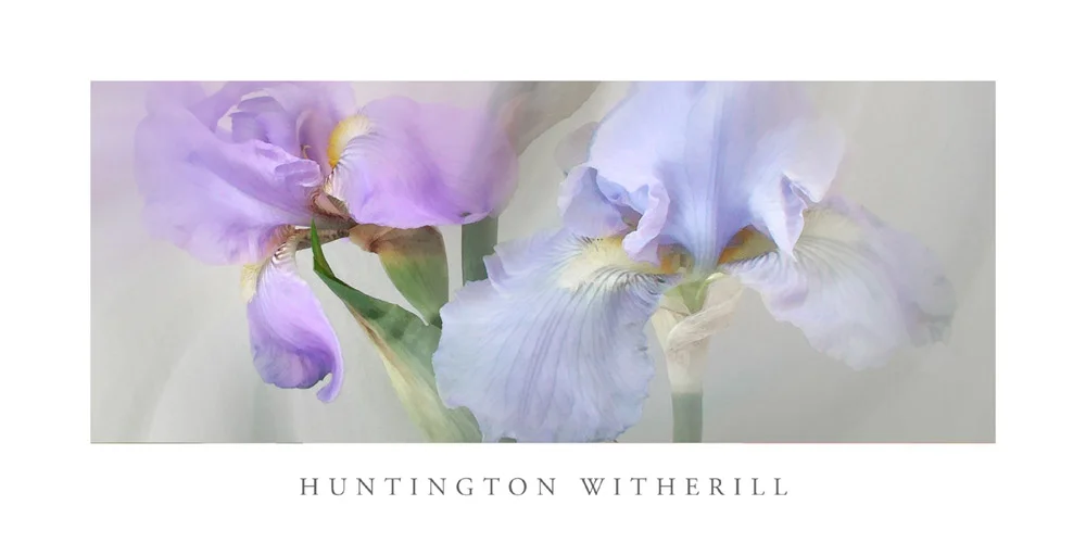 Poster: Iris #22, 2004