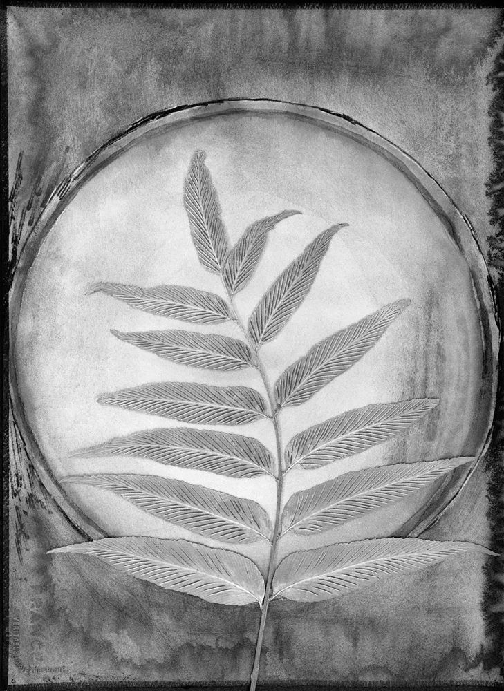 Asplenium Lucidum, 1990