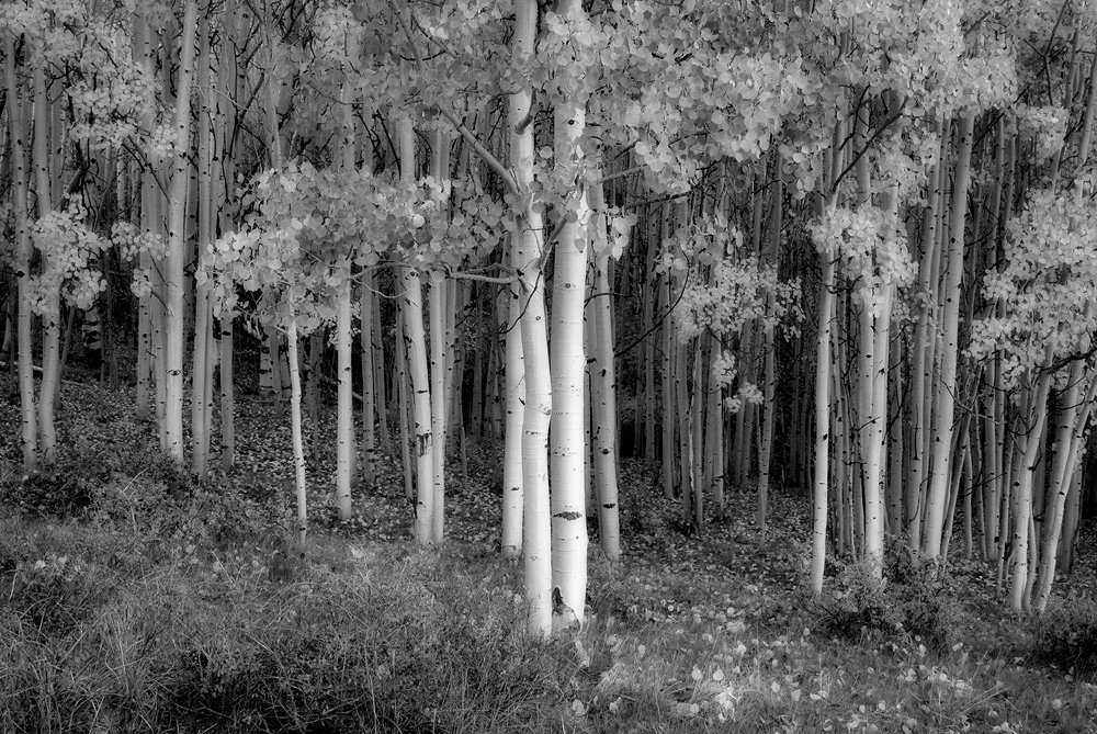 Aspens, Boulder Mountain, UT, 2005