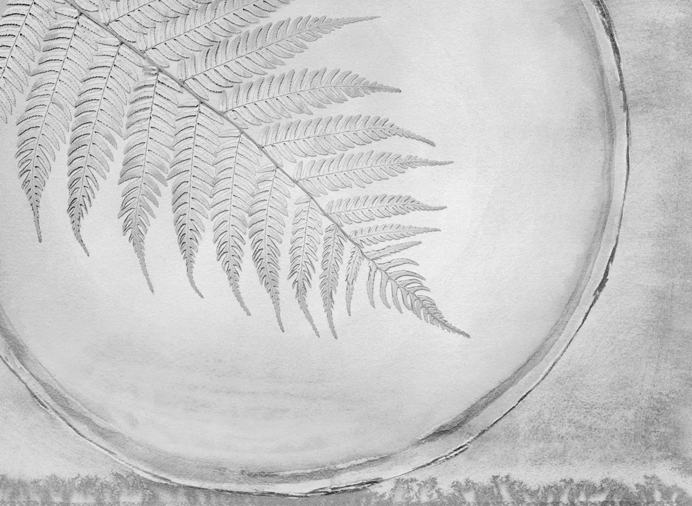 Cyathea Dealbata, 1990