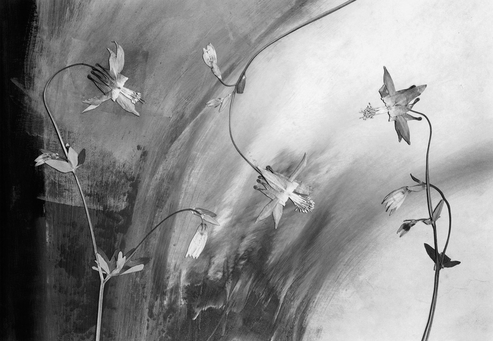 Sitka Columbine, 1992