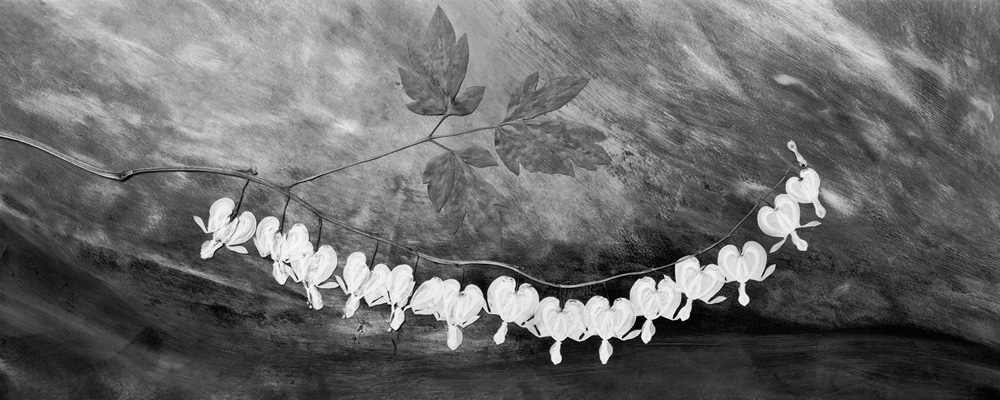 Bleeding Hearts, 1994