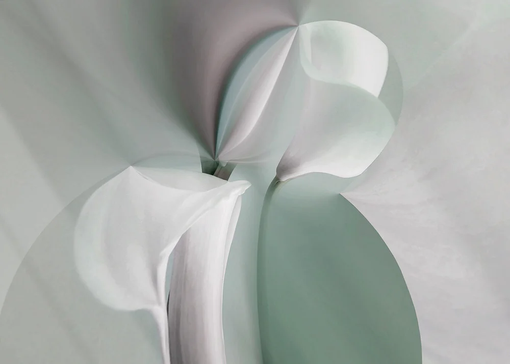 Calla Lilies #24, 2003