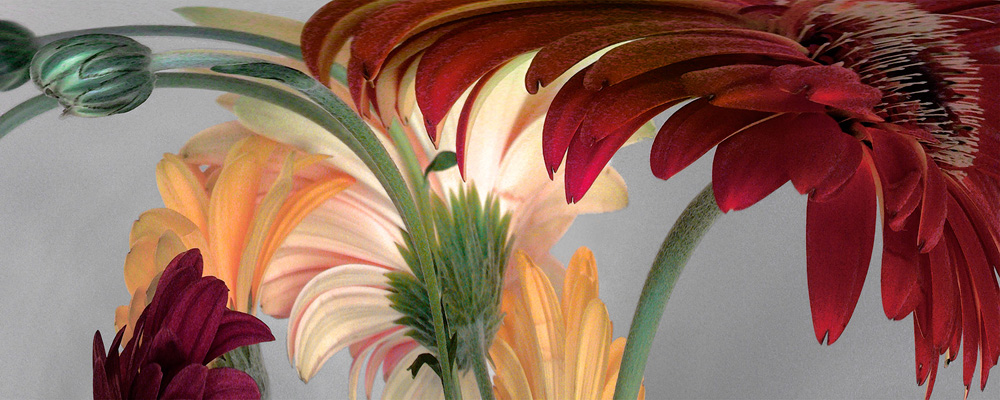 Gerbera Daisies #1, 2002