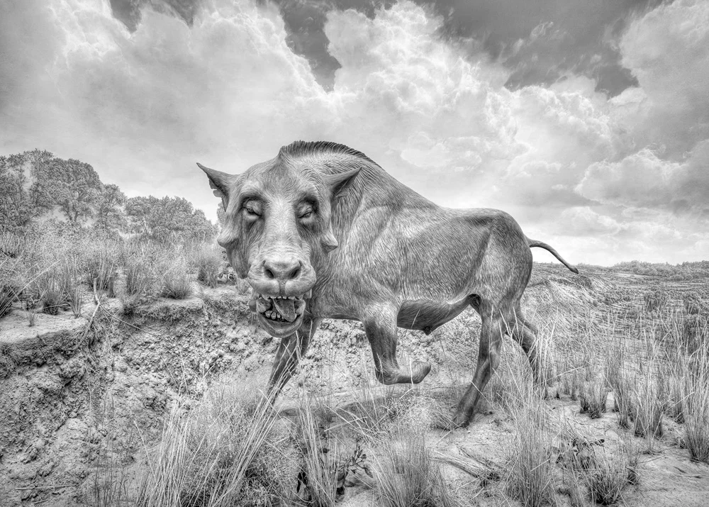 Prehistoric Boar (Daeodon) CO, 2010