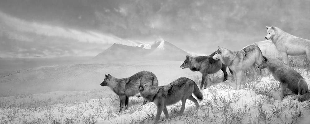 Wolves (diorama) CO, 2010