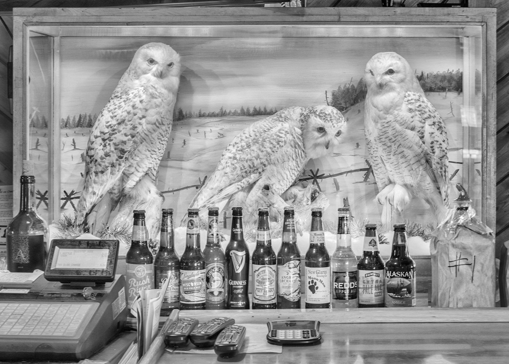 Bar Owls, Hayward, WI, 2016