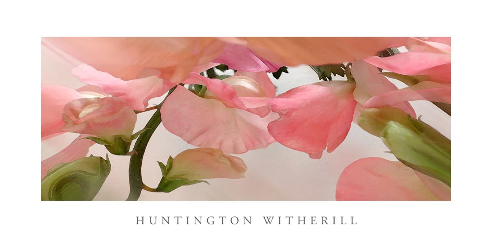 Poster: Sweet Peas #1, 2002