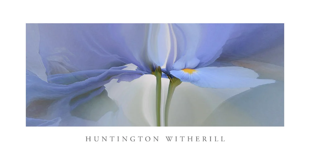 Poster: Iris #20, 2003