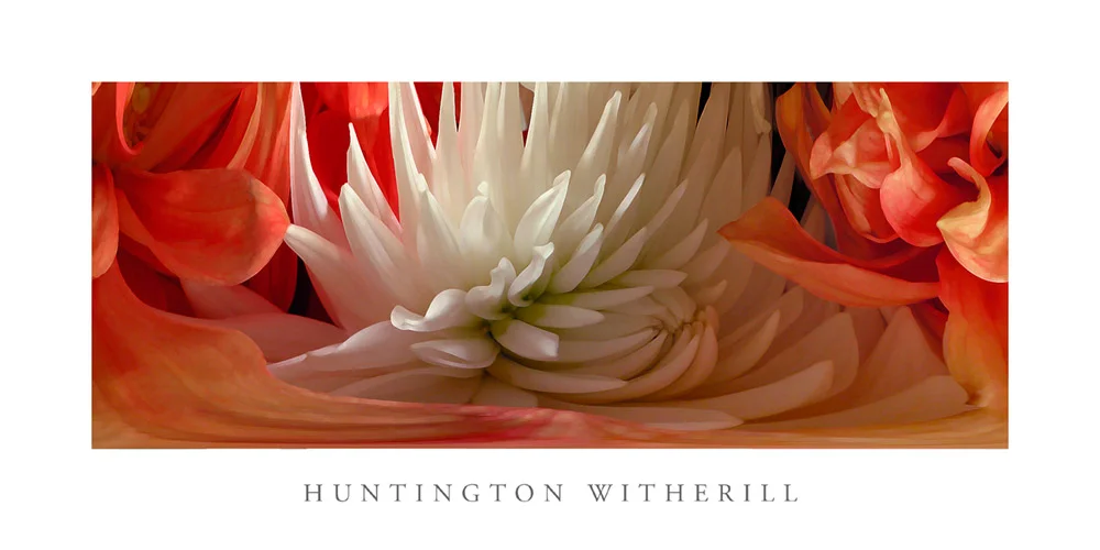 Poster: Dahlias #4, 2002