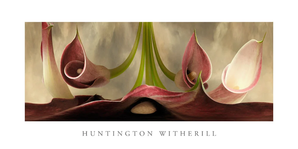 Poster: Calla Lilies #11, 2002