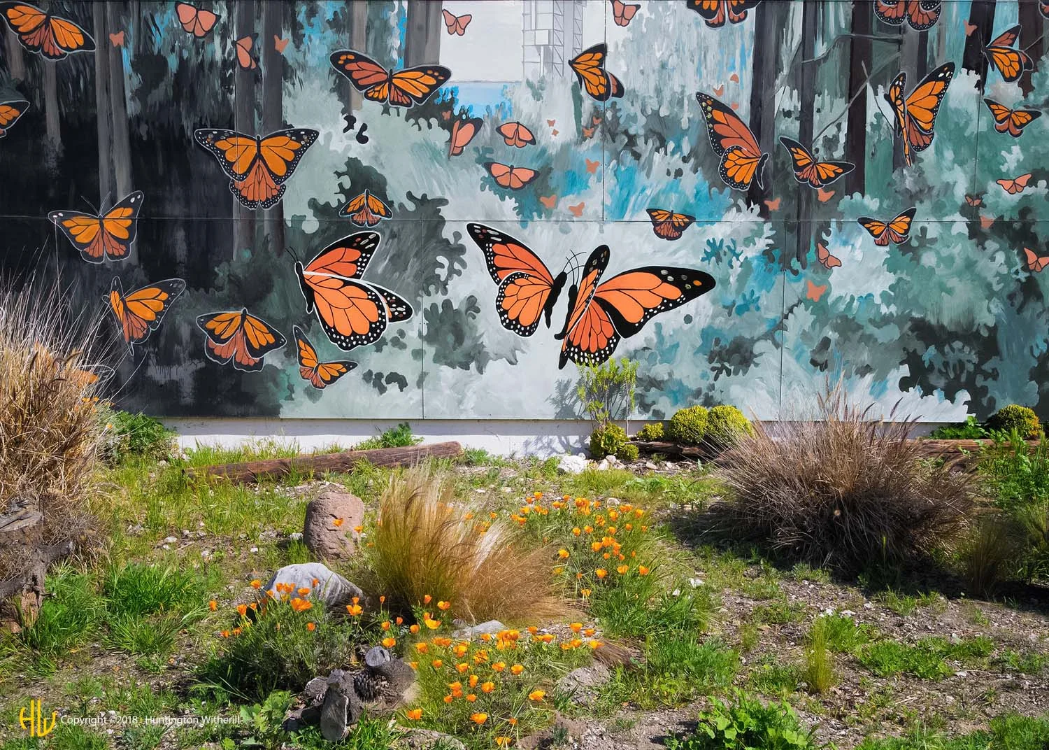 Butterflies, Lompoc, CA, 2014 (c)