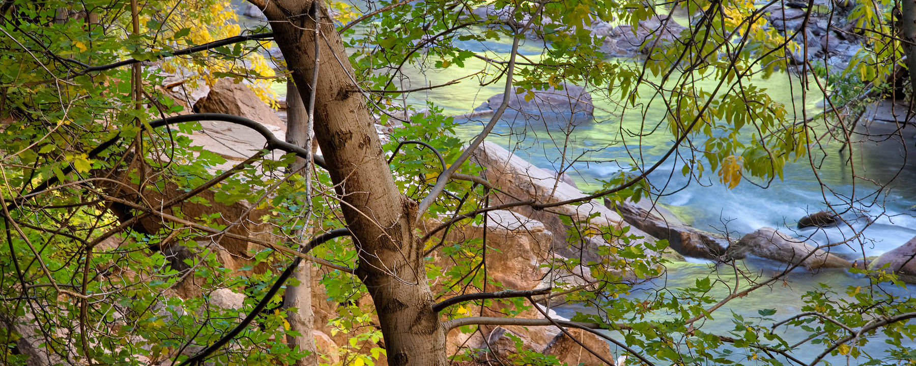 Trees and Stream, Zion Natl. Park, UT, 2010