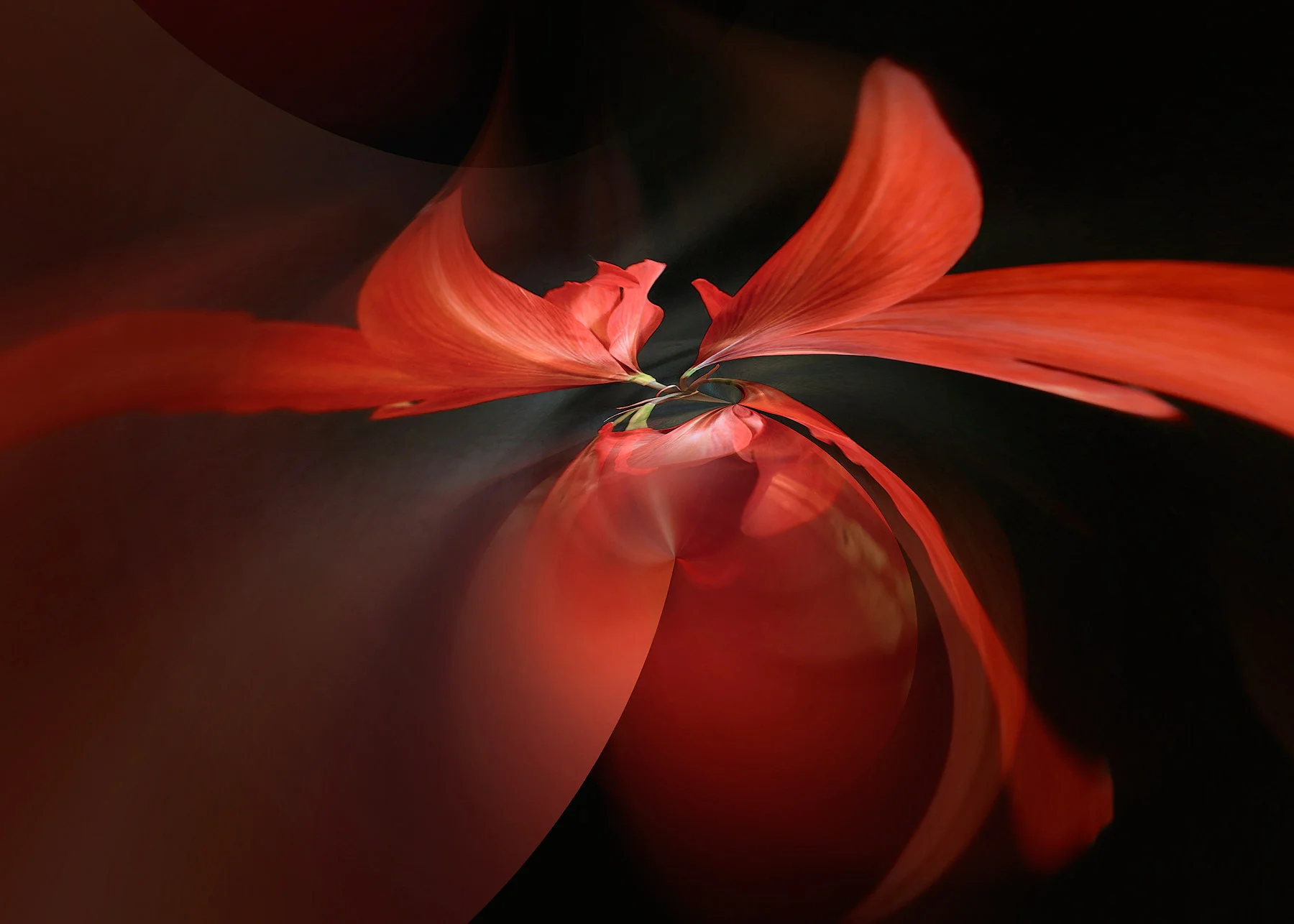 Amaryllis #1, 2003