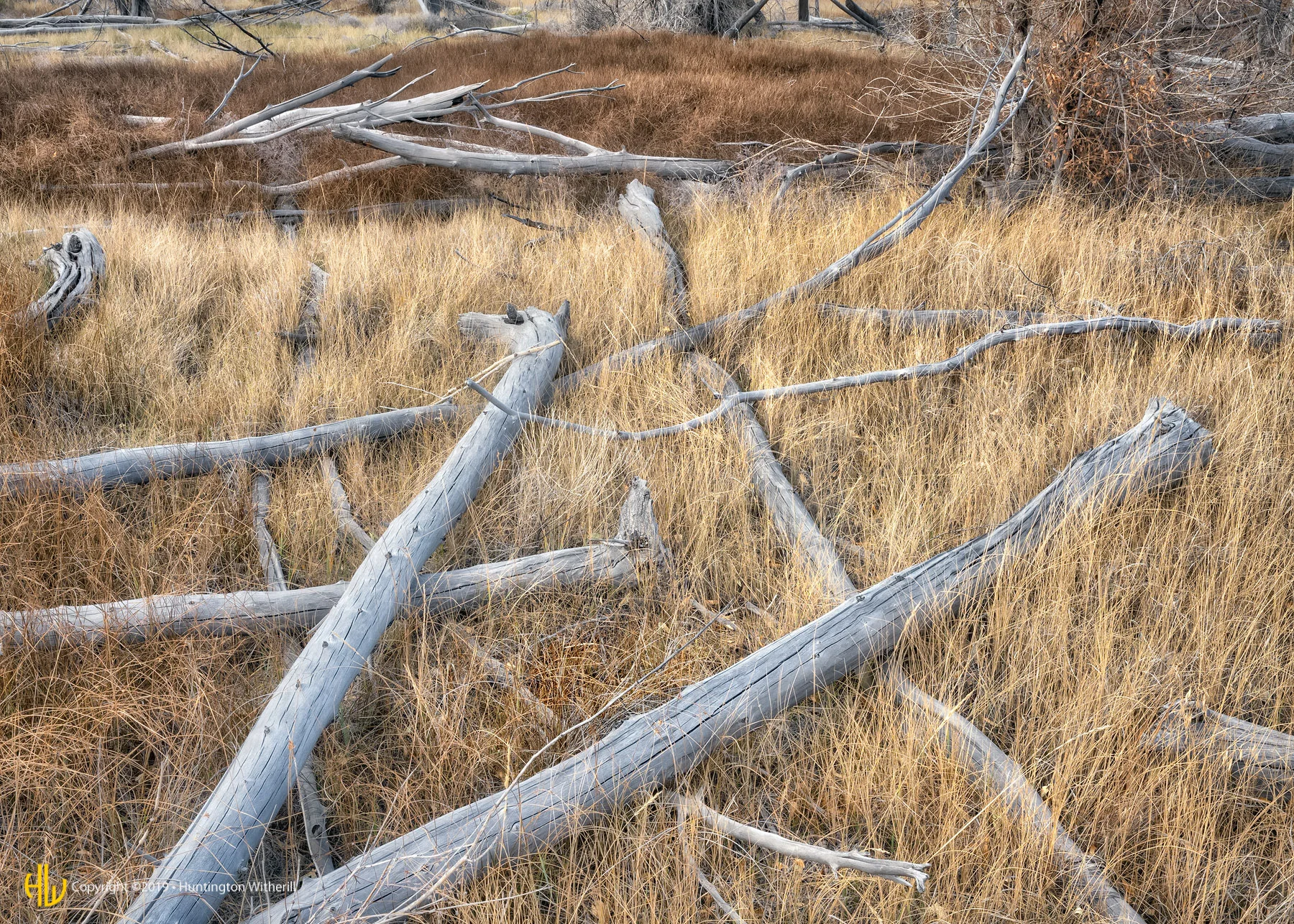 Fallen Trees, Great Sand Dunes National Park, CO, 2016