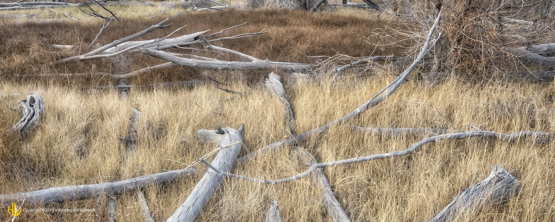 Grass and Fallen Trees, Great Sand Dunes, CO, 2016 (c)