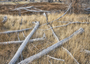 Grass and Fallen Trees, Great Sand Dunes, CO, 2016 (c)