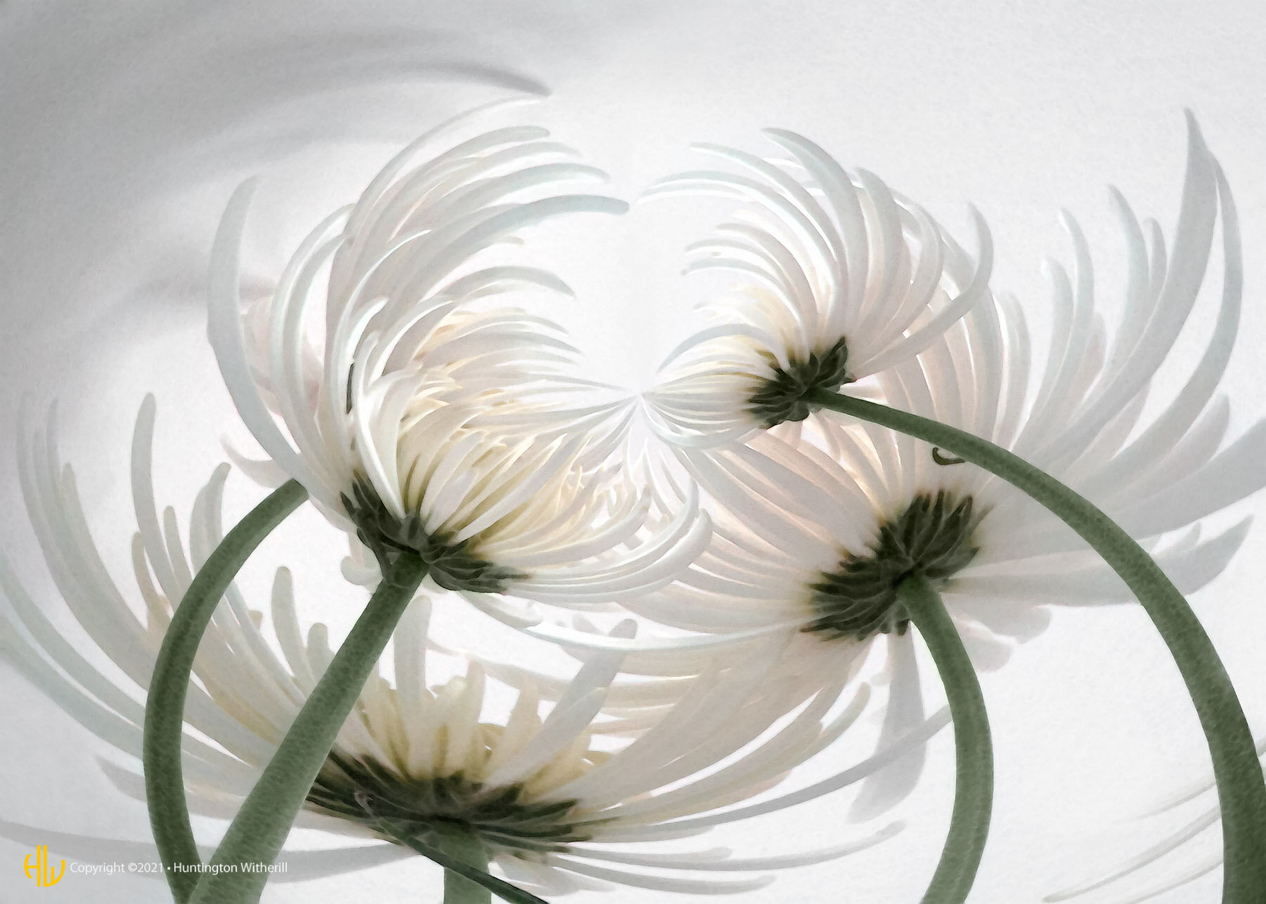 Spider Mums #2, 2002