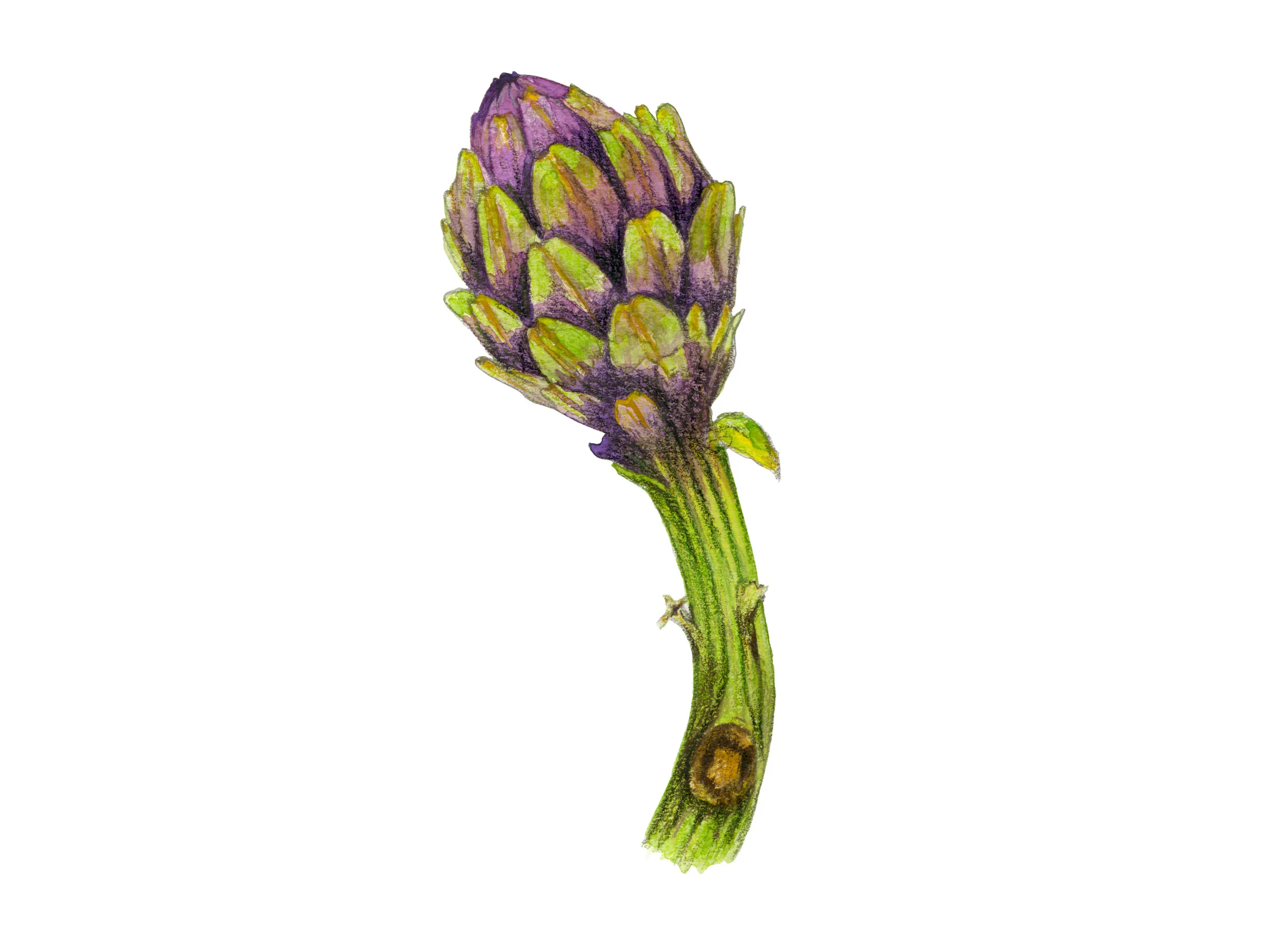 Artichoke