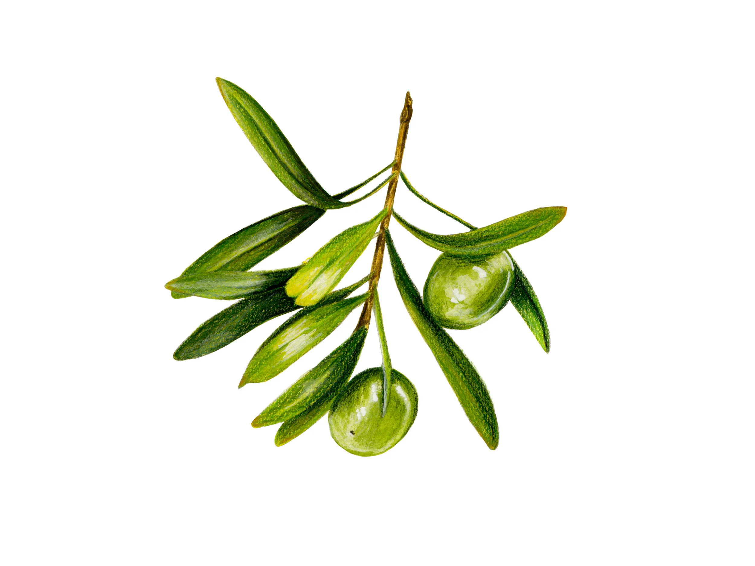 Olive Branch