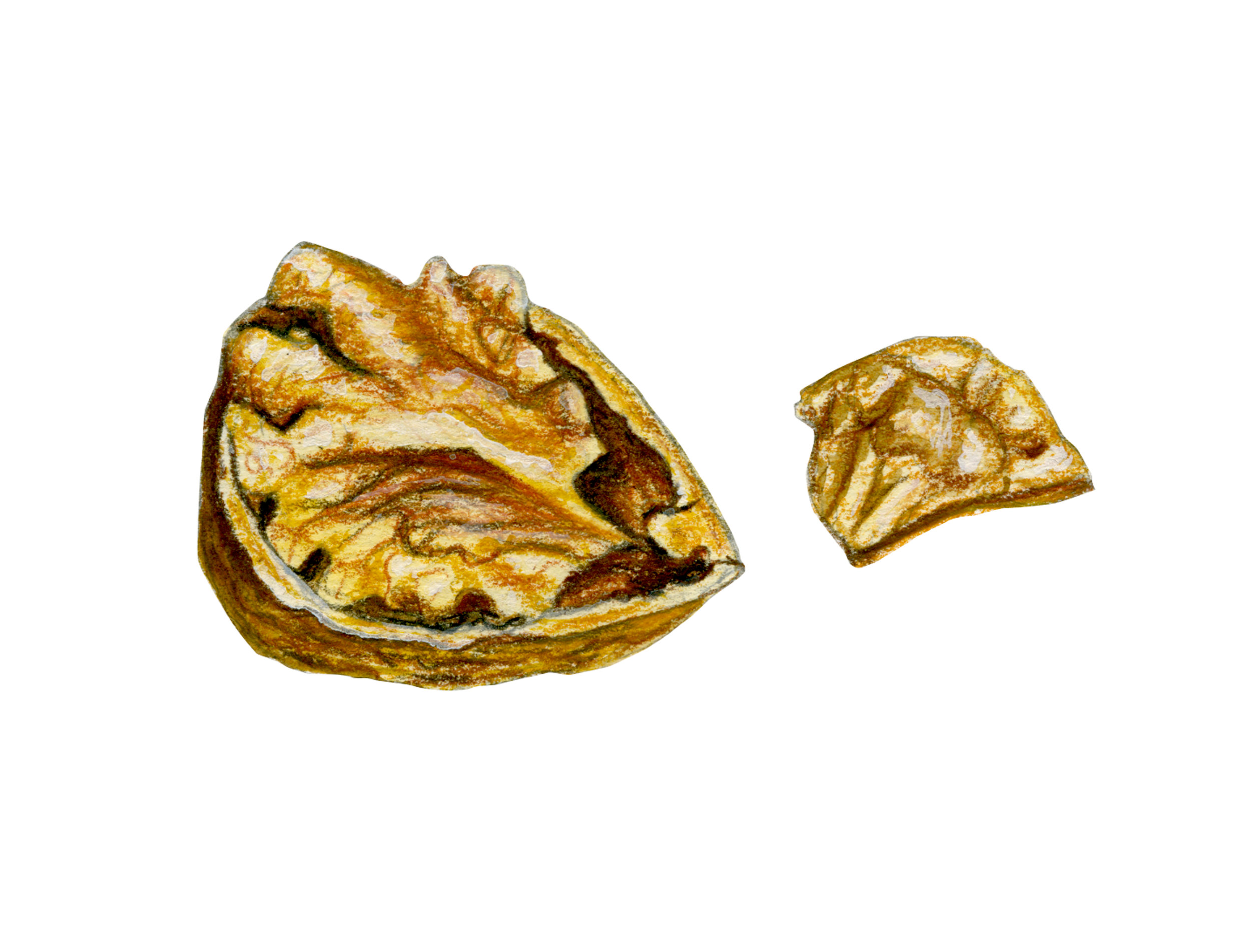 walnut_website.jpg